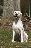 DOGUE ARGENTIN 512